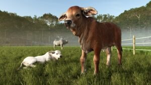 Farming Simulator 25: Beans & Alpacas Edition screenshot: an alpaca and a lamb standing beside a wooden fence